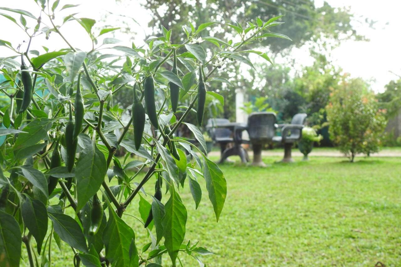 Hotel Nimjaya Udawalawe Bagian luar foto