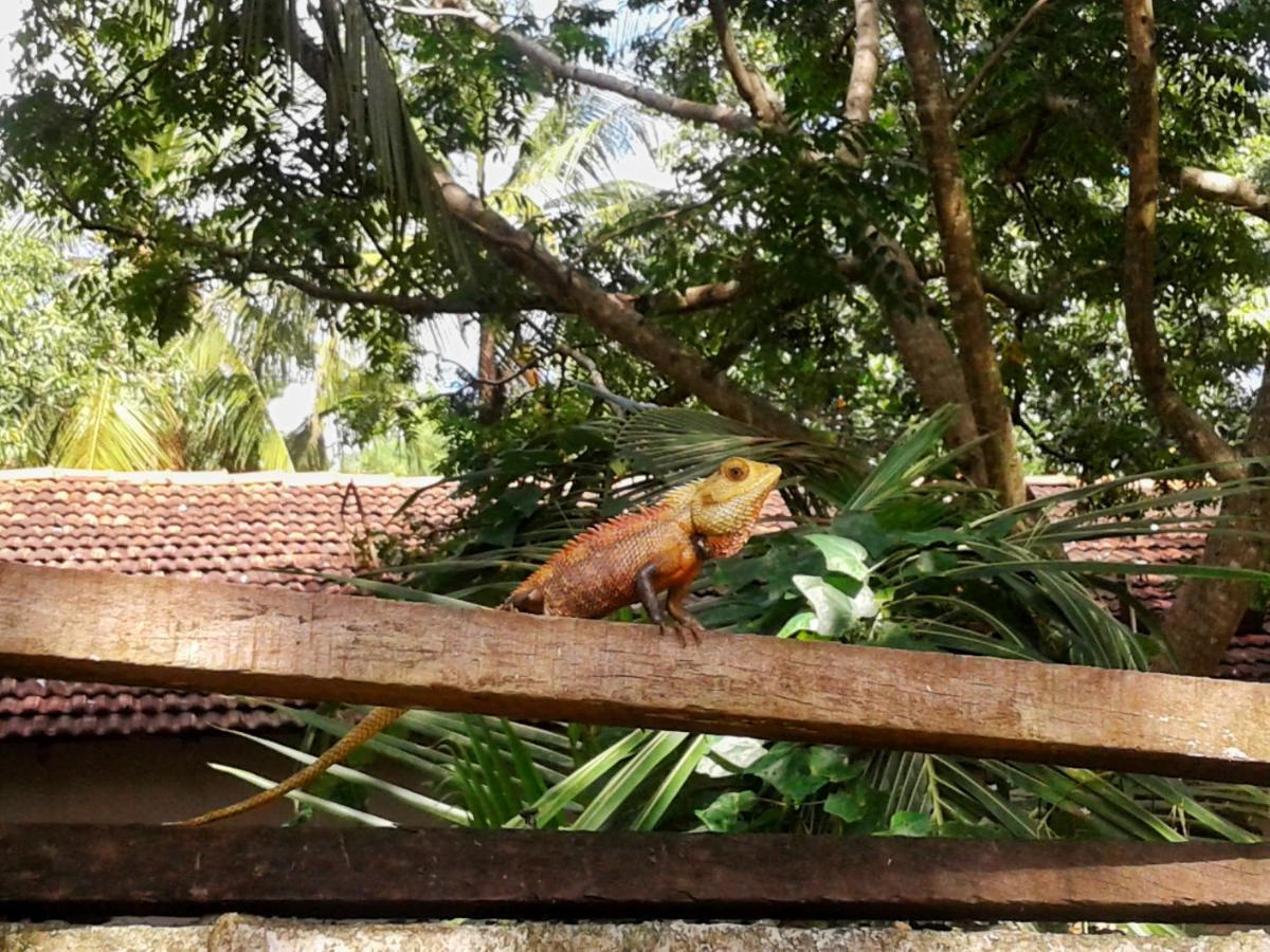 Hotel Nimjaya Udawalawe Bagian luar foto